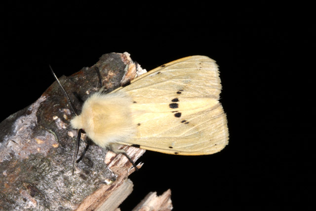 Spilosoma lutea - Copyright Denis Bourgeois